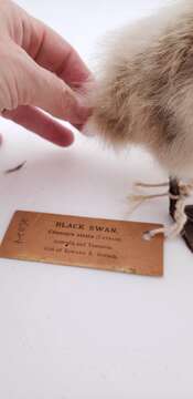 Image of Black Swan