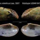 Image of Unio rubellinus I. Lea 1857