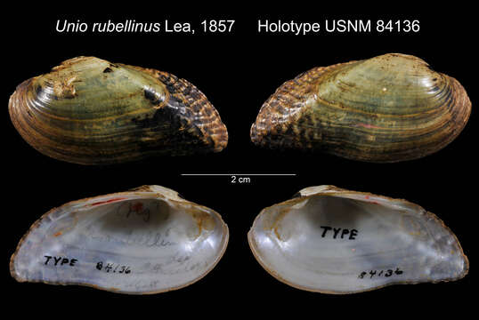 Image of Unio rubellinus I. Lea 1857