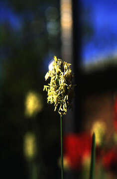 Image of Sesleria Scop.