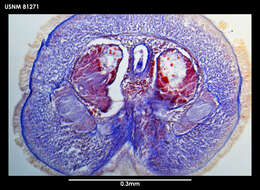 Image of Paramicrurinella falklandica Gibson 1985