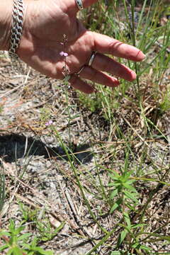 Image of showy milkwort