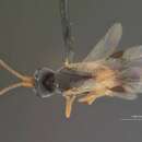 Image of Ascogaster aurea Shaw 1983