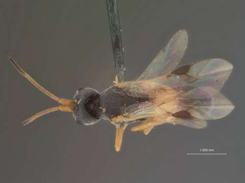 Image of Ascogaster aurea Shaw 1983