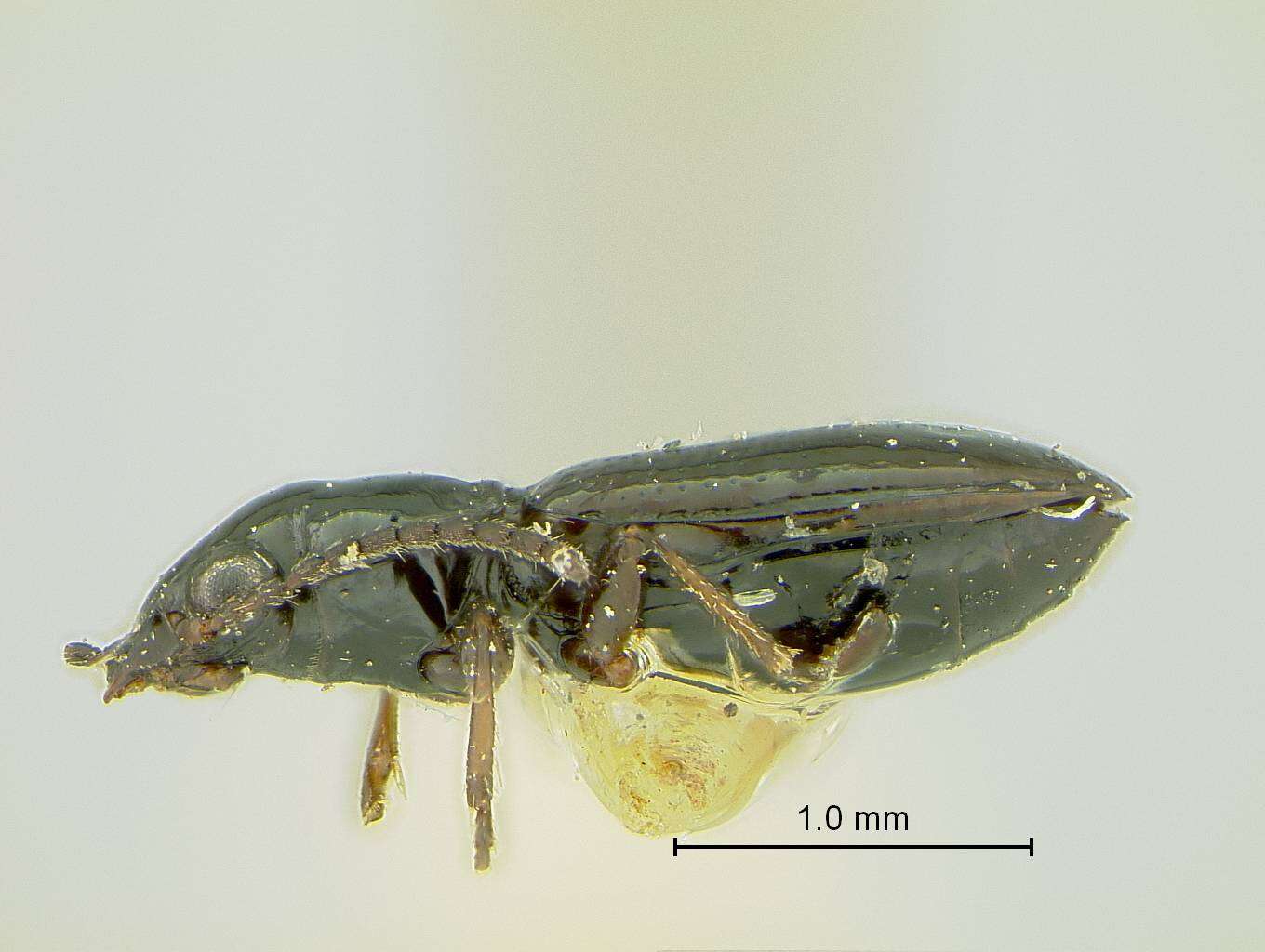 Plancia ëd Bembidion Latreille 1802