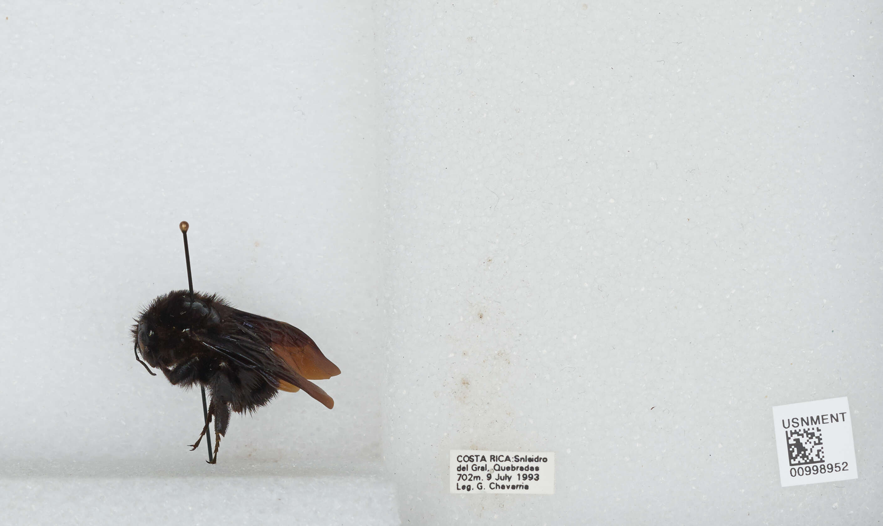 Image of Bombus pullatus Franklin 1913