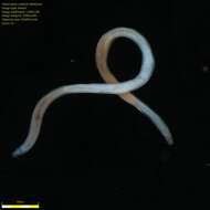 Image of Nematoda