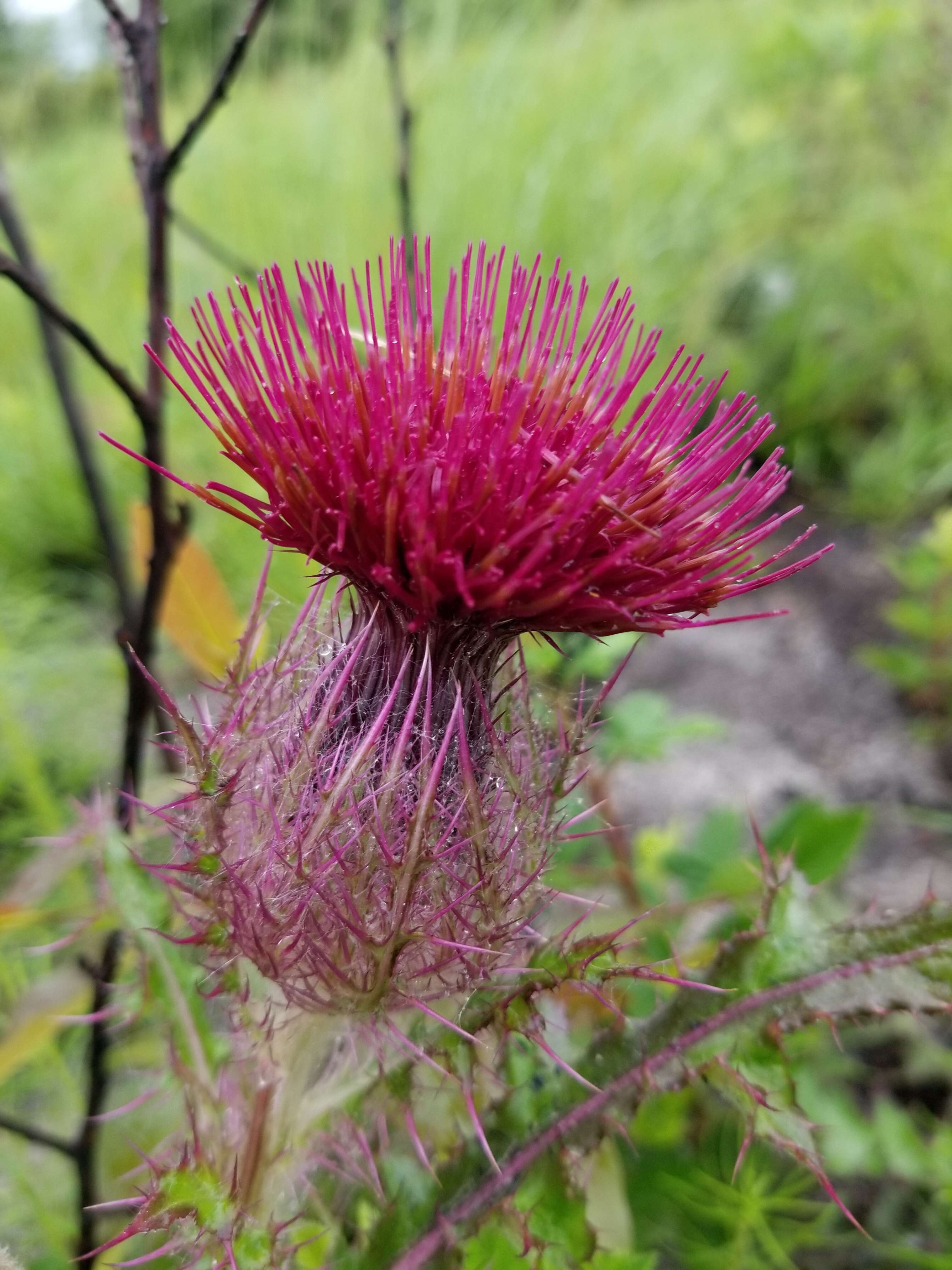 Image of yellow thistle