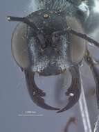 Image of Ammophila formosensis Tsuneki 1971