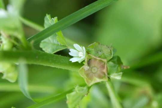 Image of Least Mallow