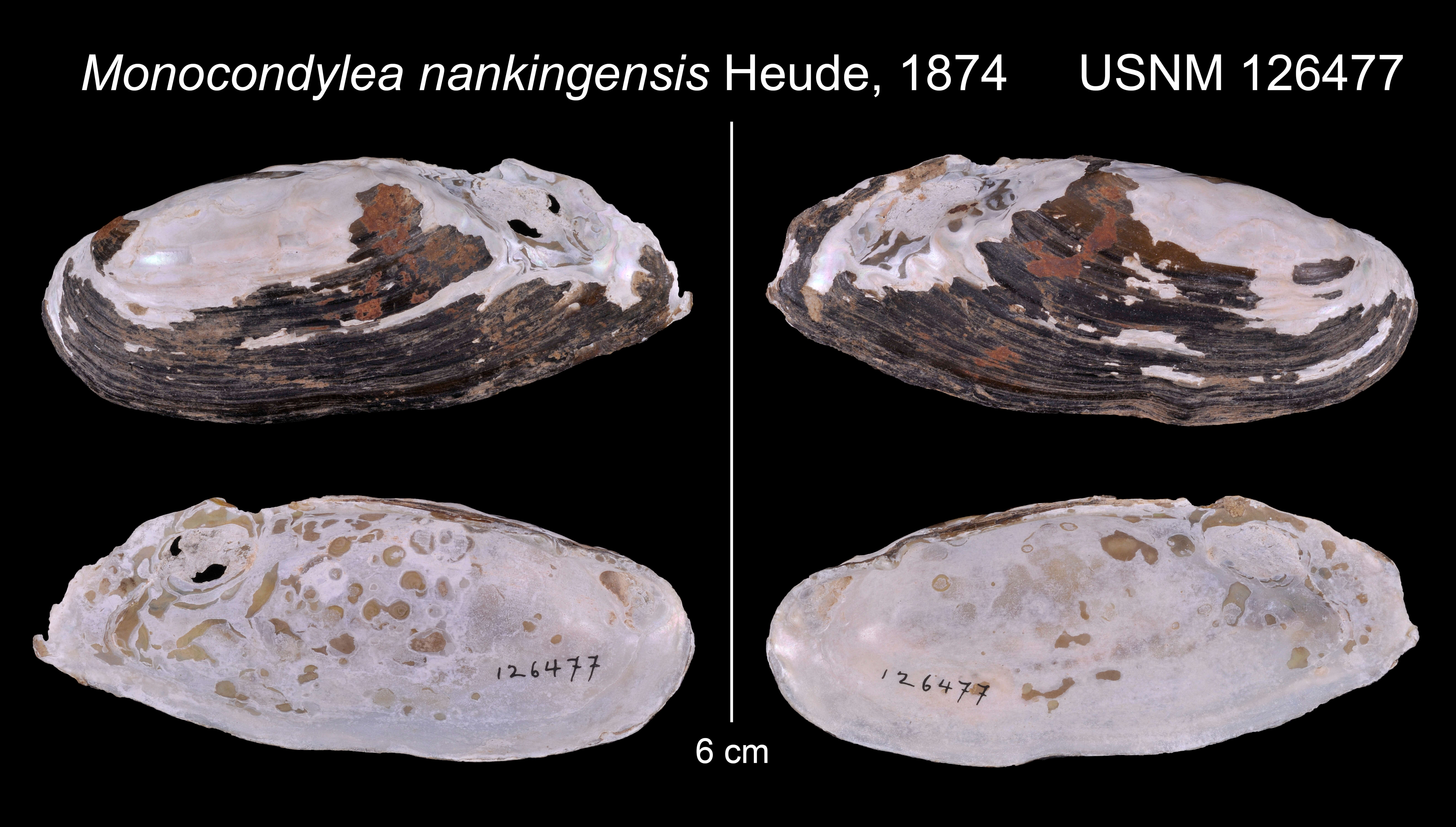 Image of Pseudodon nankingensis (Heude 1874)