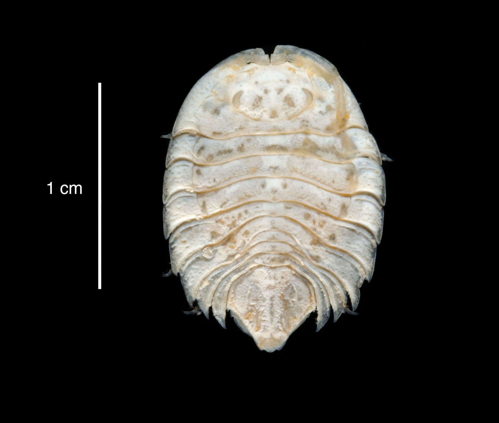 صورة Septemserolis septemcarinata (Miers 1875)