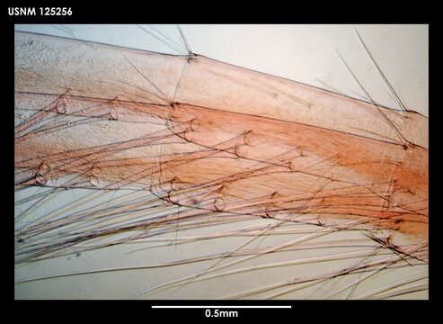 Image of Teloscalpellum latusculum (Newman & Ross 1971)