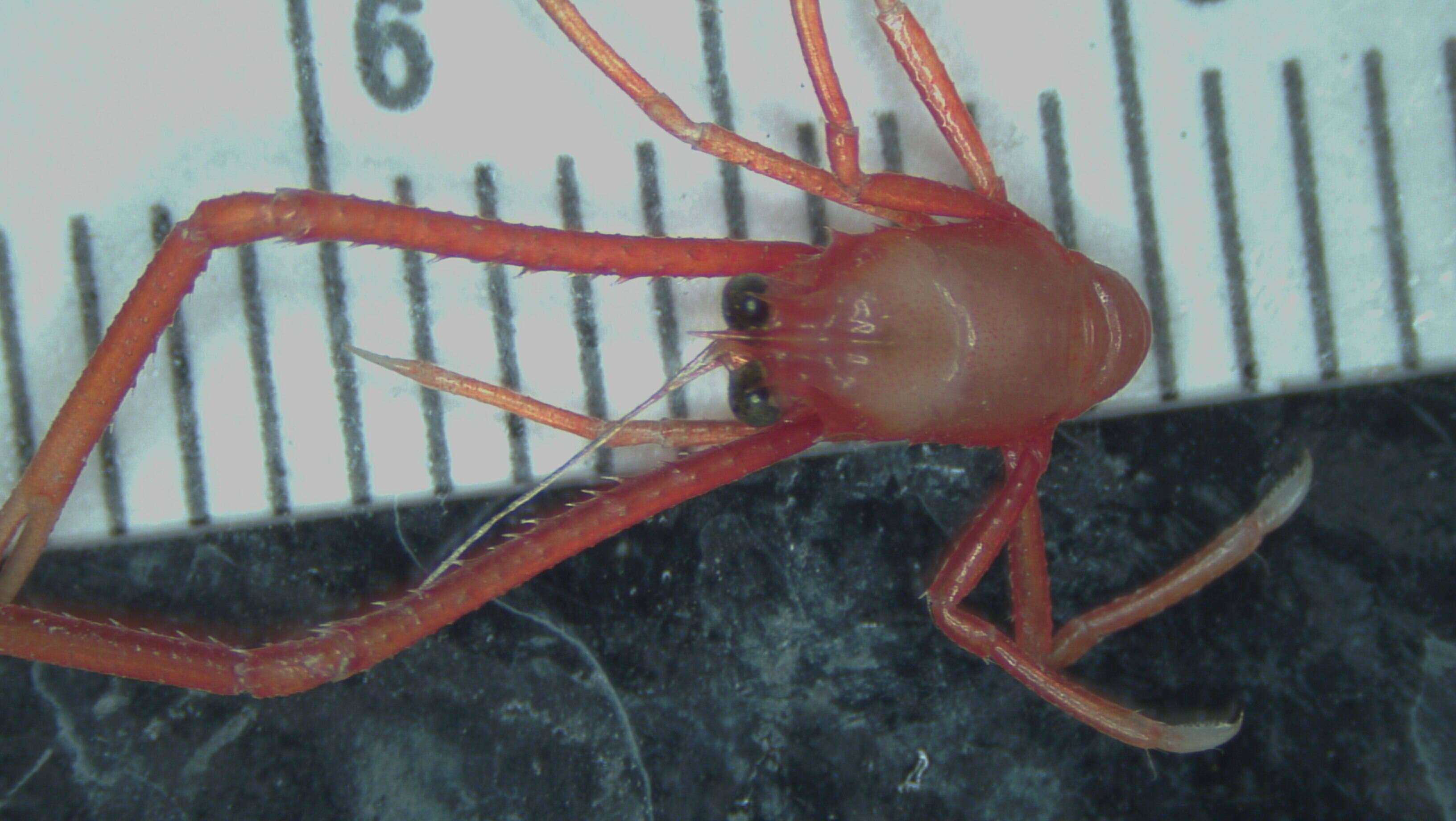 Image of painted yeti squat lobster