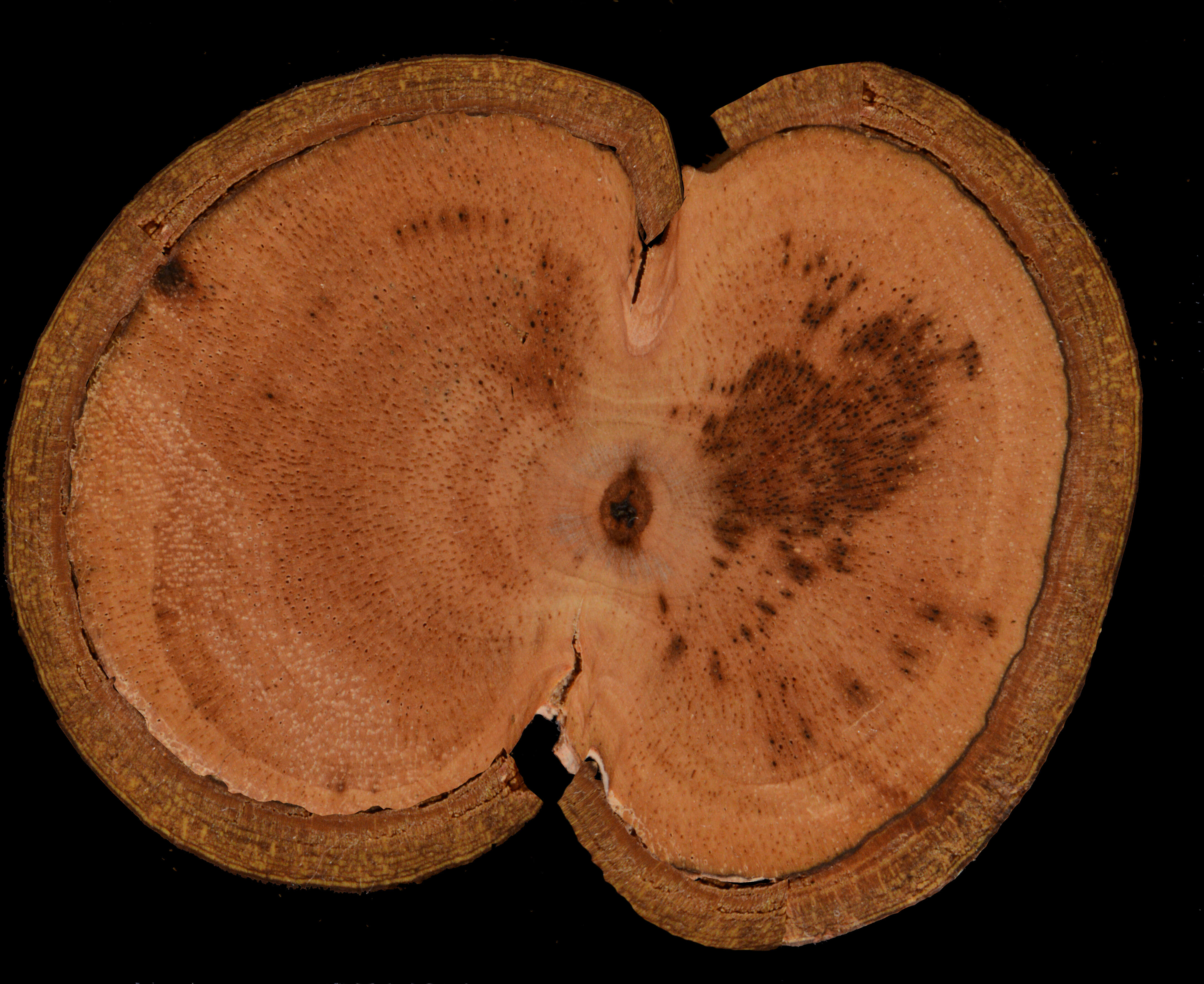Image of Coccoloba marginata Benth.