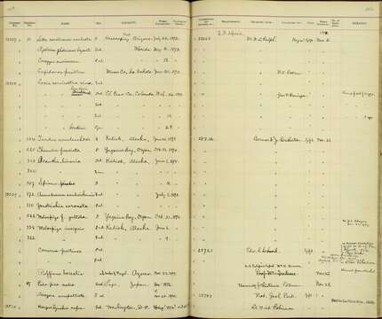 Image of Calonectris Mathews & Iredale 1915