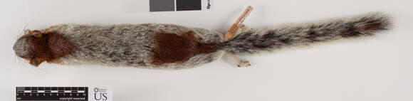 Image of Sciurus aureogaster nigrescens Bennett 1833