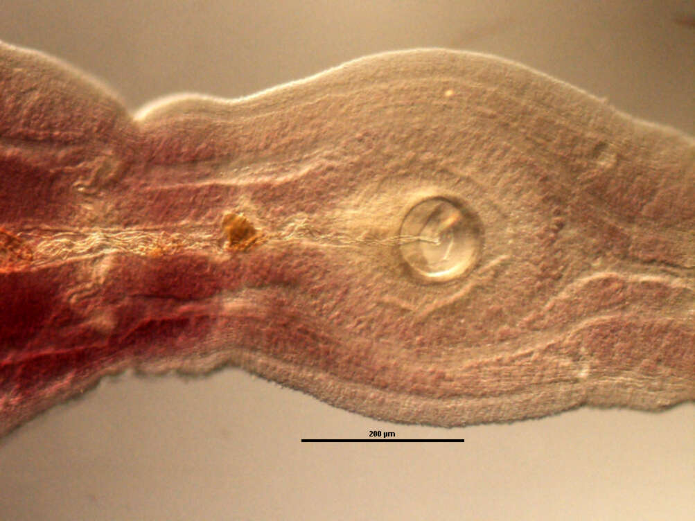 Zeuxapta seriolae (Meserve 1938) Price 1962的圖片