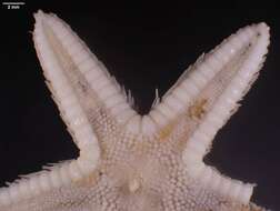 Image of Astropecten cingulatus Sladen 1883