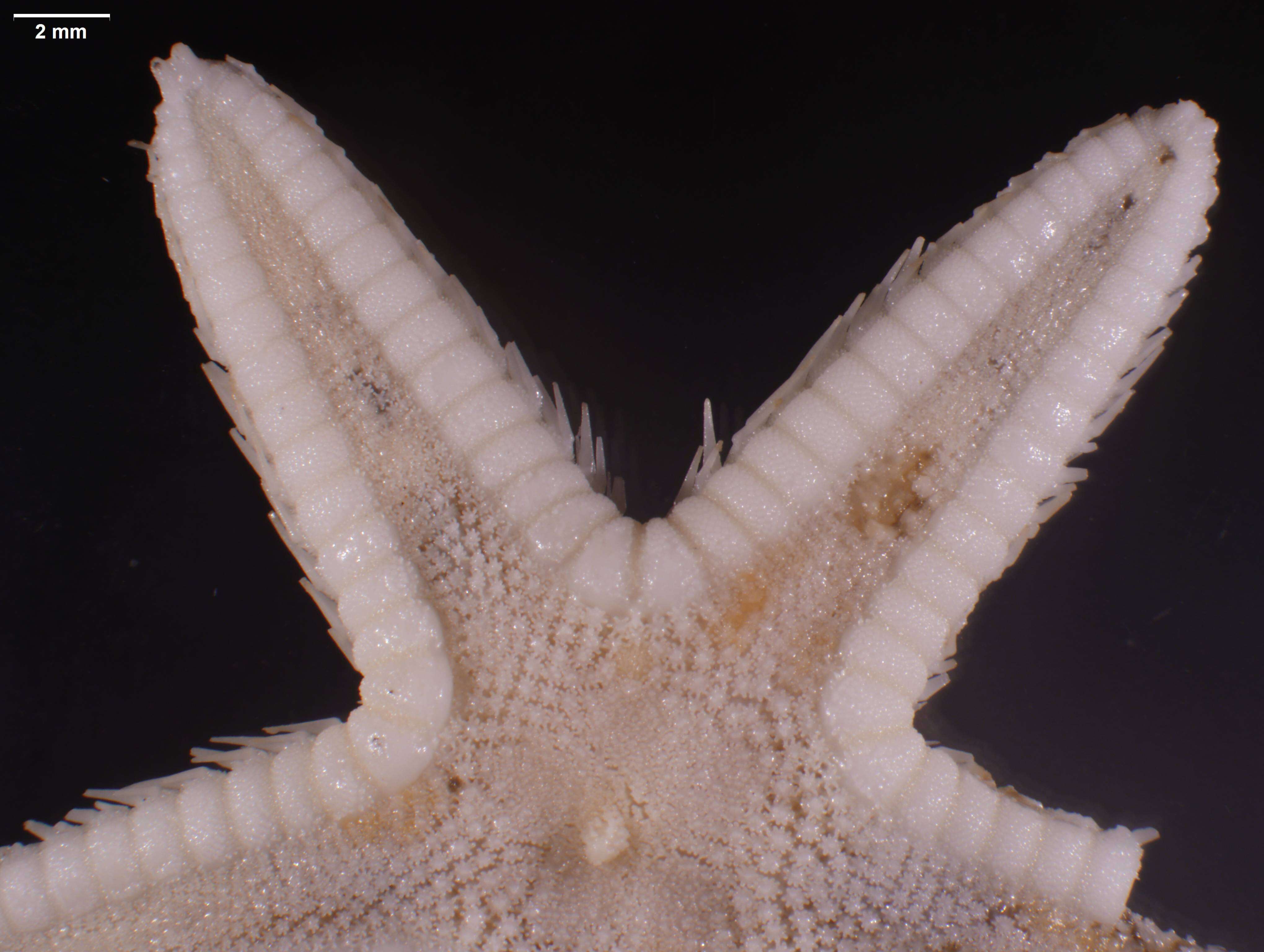 Image of Astropecten cingulatus Sladen 1883