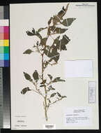 Amaranthus spinosus L. resmi