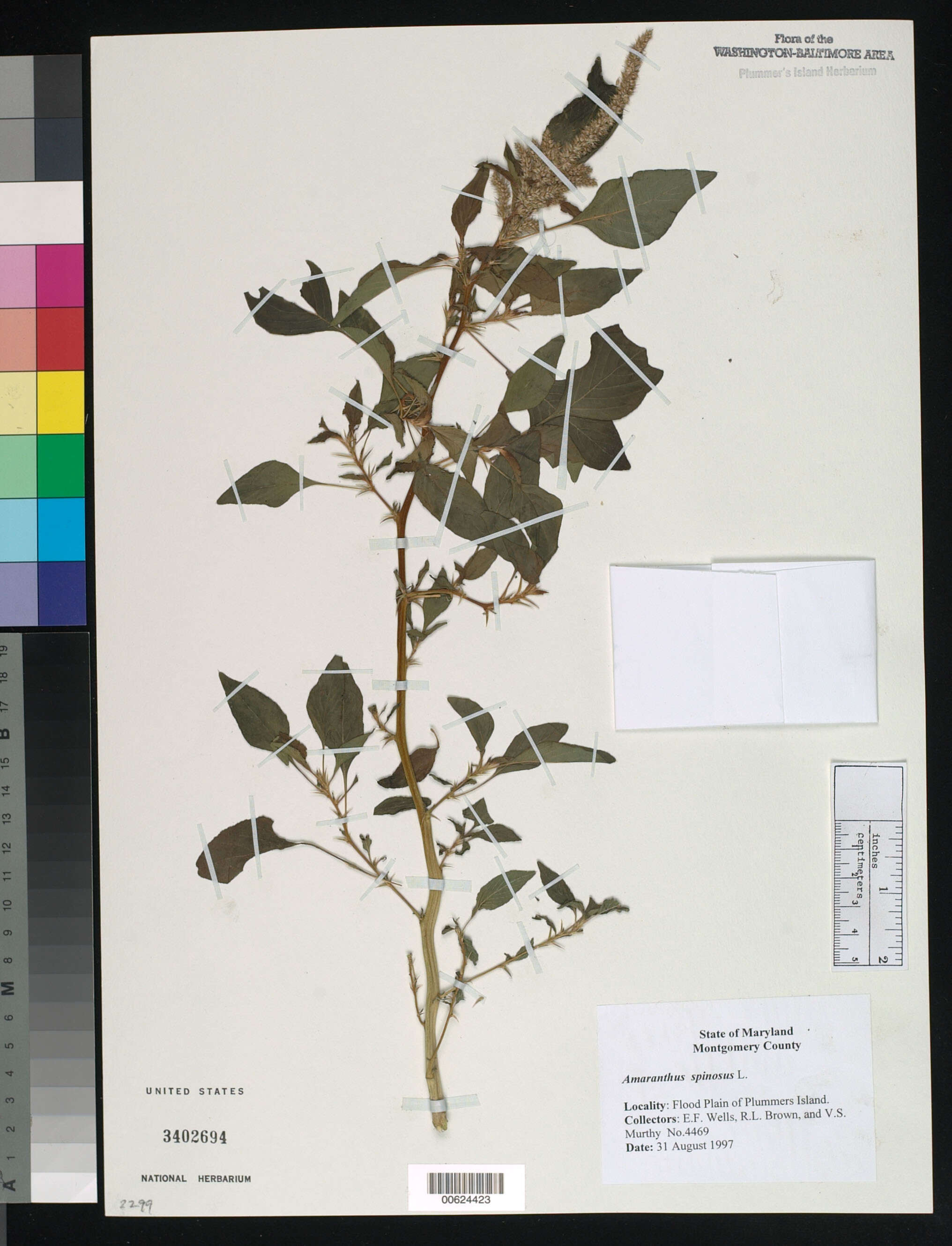 Image of Thorny pigweed