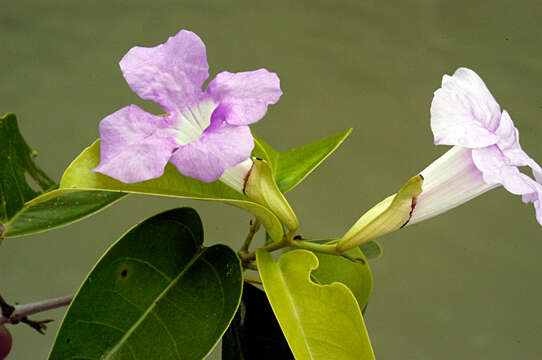 Image de Bignonia corymbosa (Vent.) L. G. Lohmann