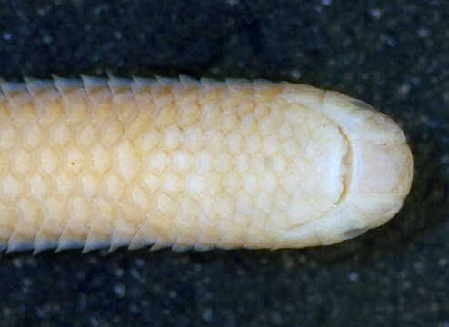 Image of Klauber's Blind Snake