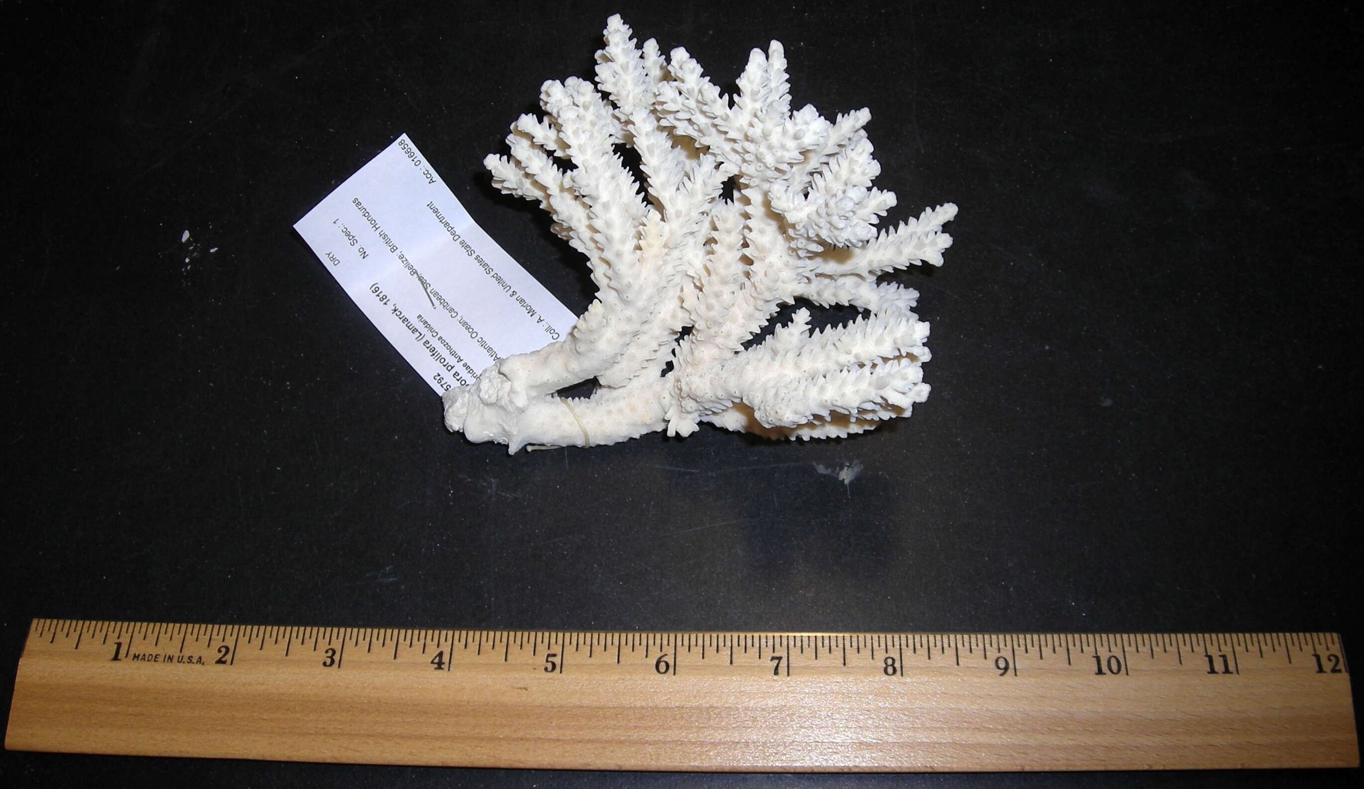 Image of Eight-ray finger coral