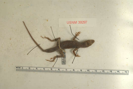 Anolis luciae Garman 1887的圖片