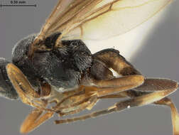 Image of Microplitis manilae Ashmead 1904