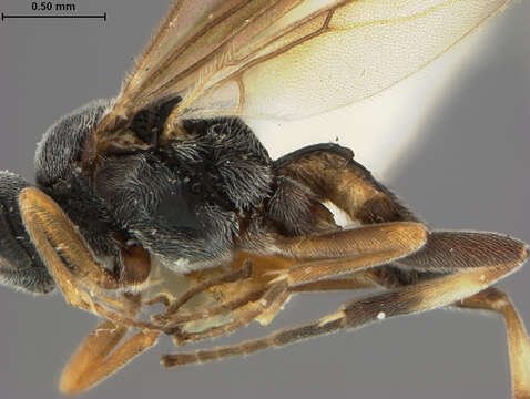 Image of Microplitis manilae Ashmead 1904