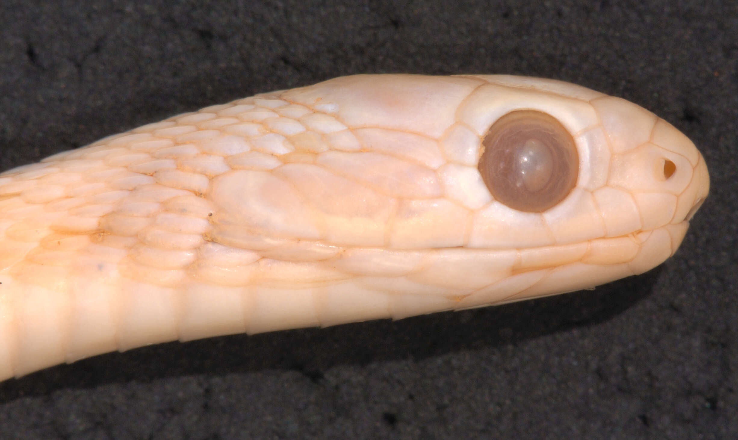 Image of Central African Egg-eating Snake