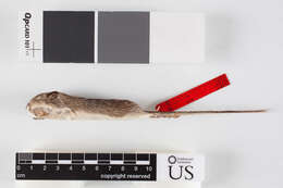 Image of narrow-skulled pocket mouse