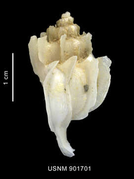 Image of Trophon paucilamellatus Powell 1951