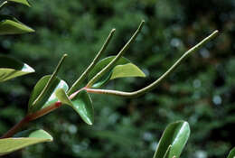 Image of myrtleleaf peperomia