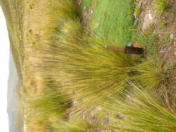 Image of Stipa obtusa (Nees & Meyen) Hitchc.