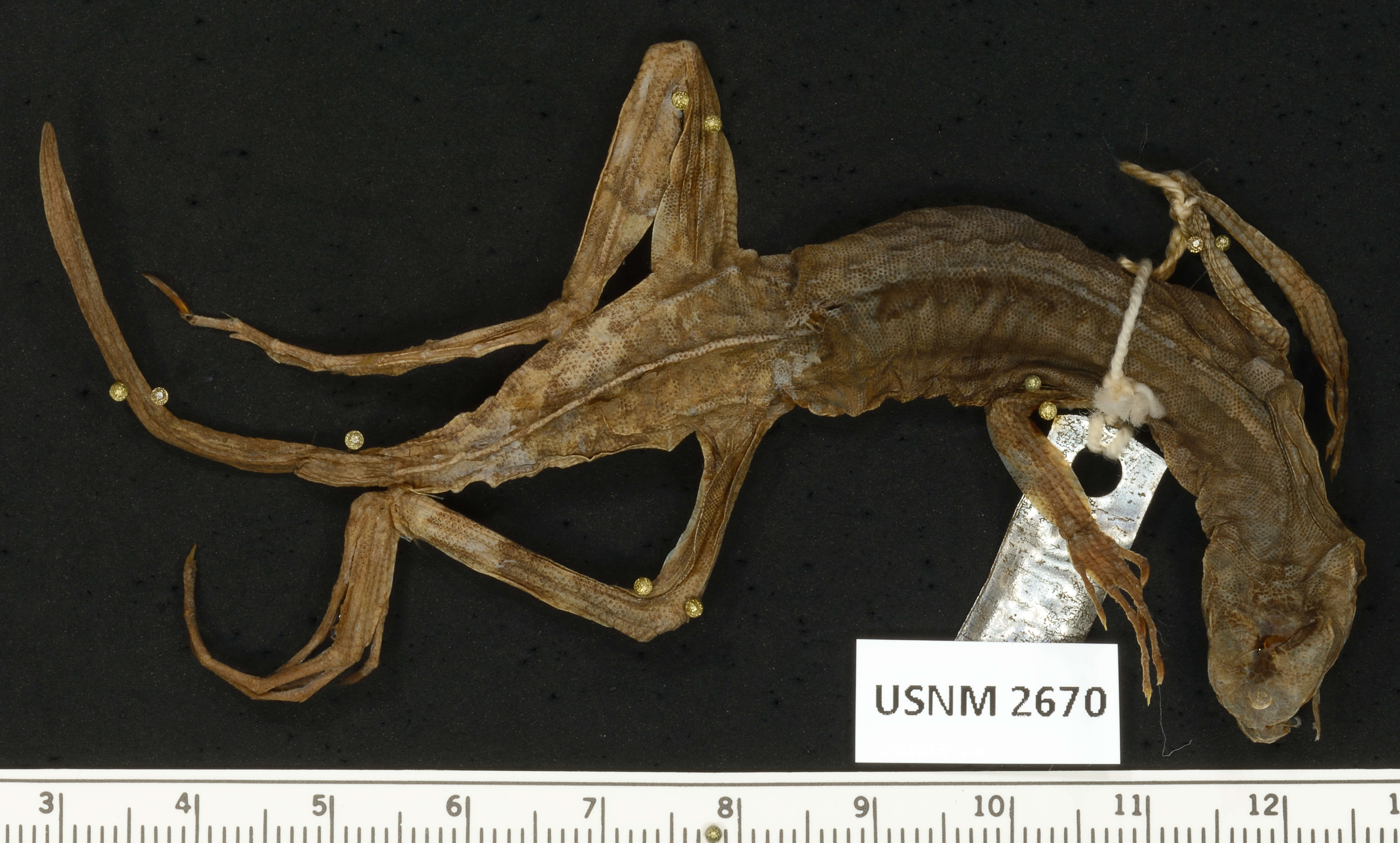 Sivun Callisaurus draconoides ventralis (Hallowell 1852) kuva