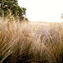 Sivun Austrostipa juncifolia (Hughes) S. W. L. Jacobs & J. Everett kuva