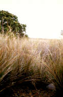 Image of Austrostipa juncifolia (Hughes) S. W. L. Jacobs & J. Everett