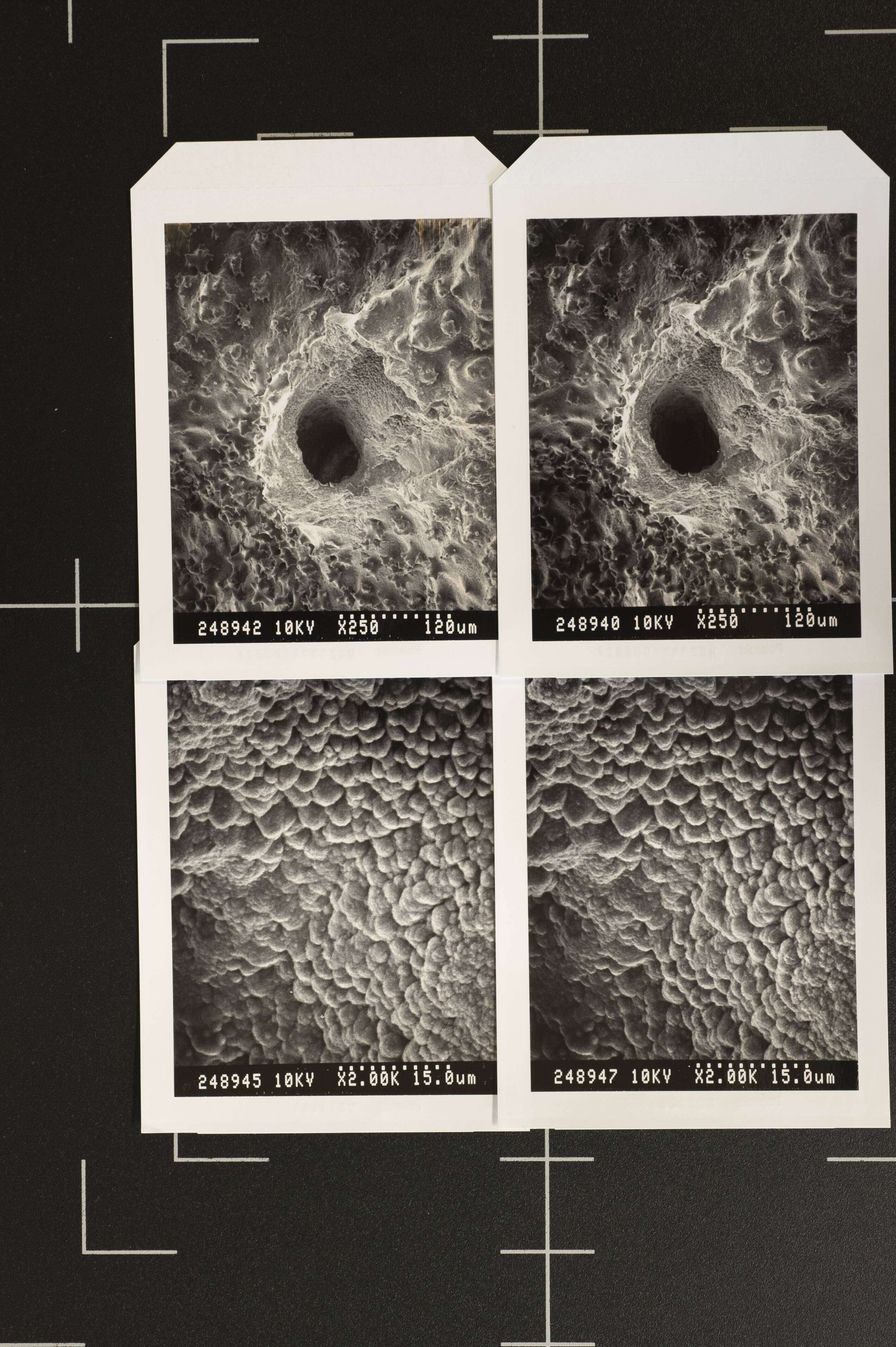 Image of Pleurocorallium inutile (Kishinouye 1902)