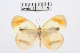 Image of Colotis euippe (Linnaeus 1758)