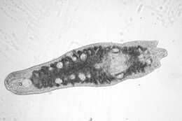 Image of Xenotoplana Ax, Weidemann & Ehlers 1978