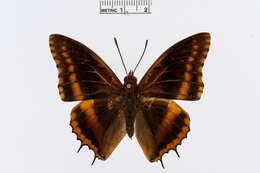 Charaxes eudoxus Drury 1782 resmi