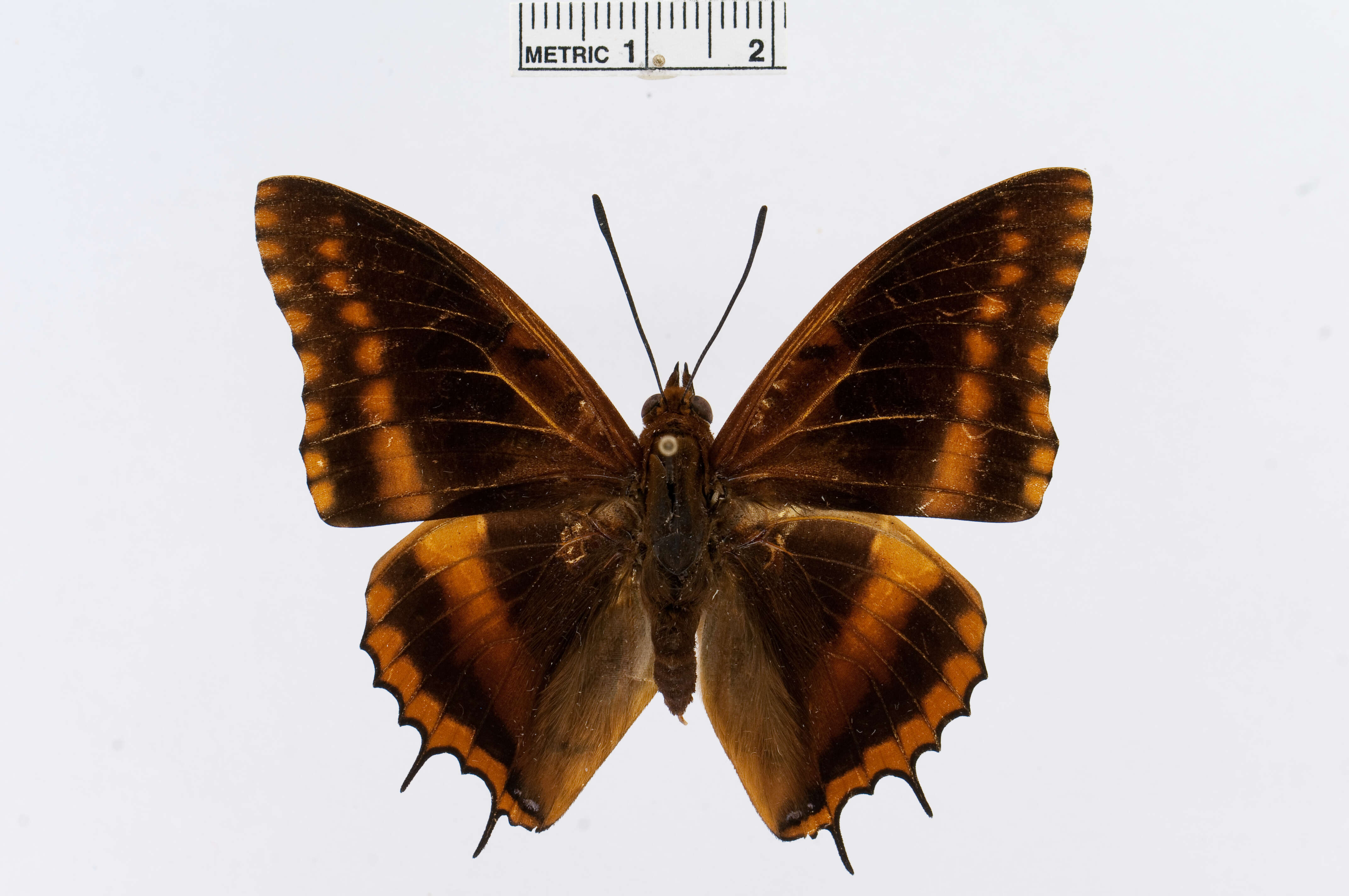 Image of Charaxes eudoxus Drury 1782