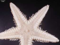 Image of Astropecten cingulatus Sladen 1883