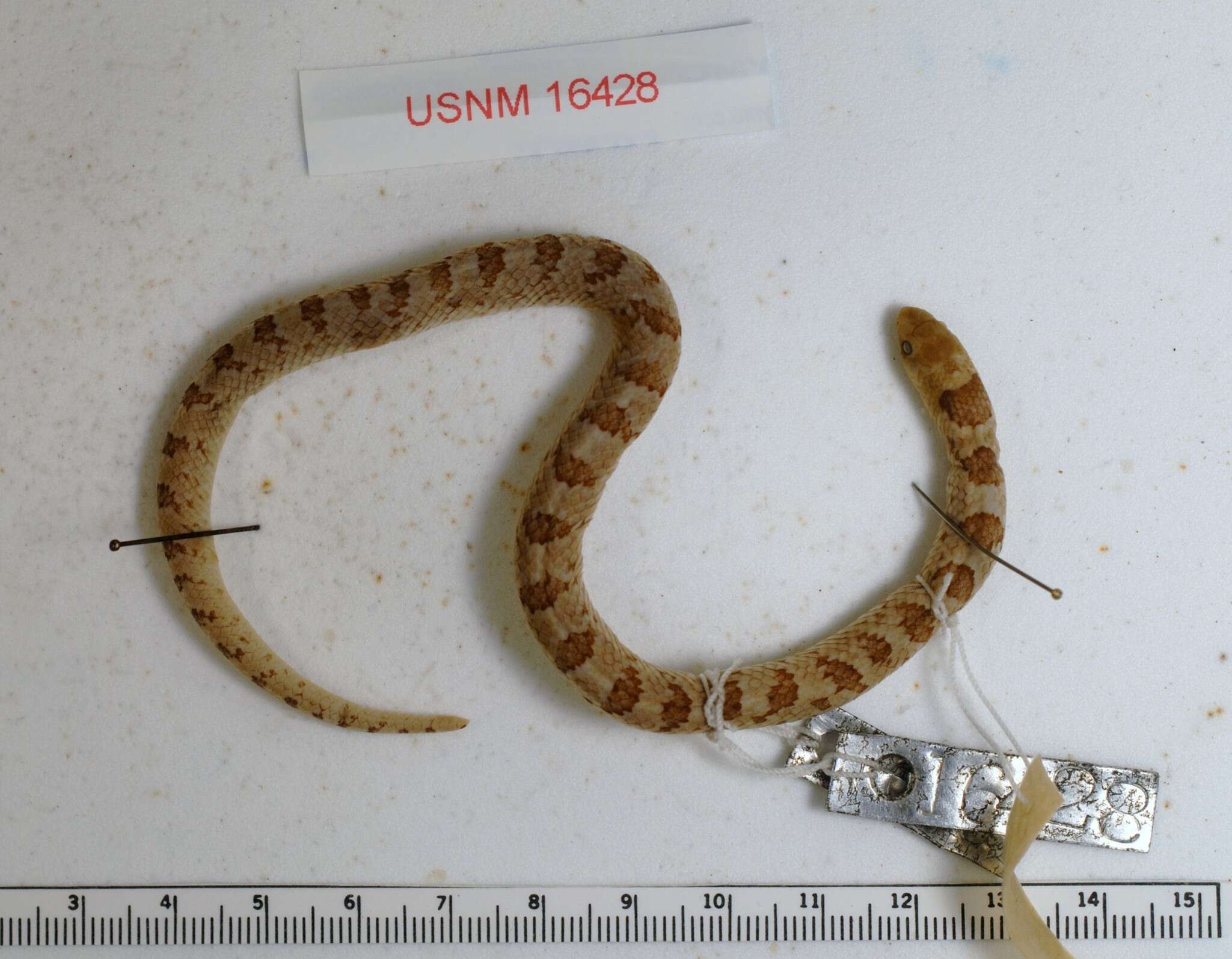 Image of Blotched Hooknose Snake