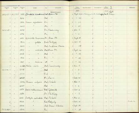 Plancia ëd Lanius ludovicianus migrans Palmer & W 1898