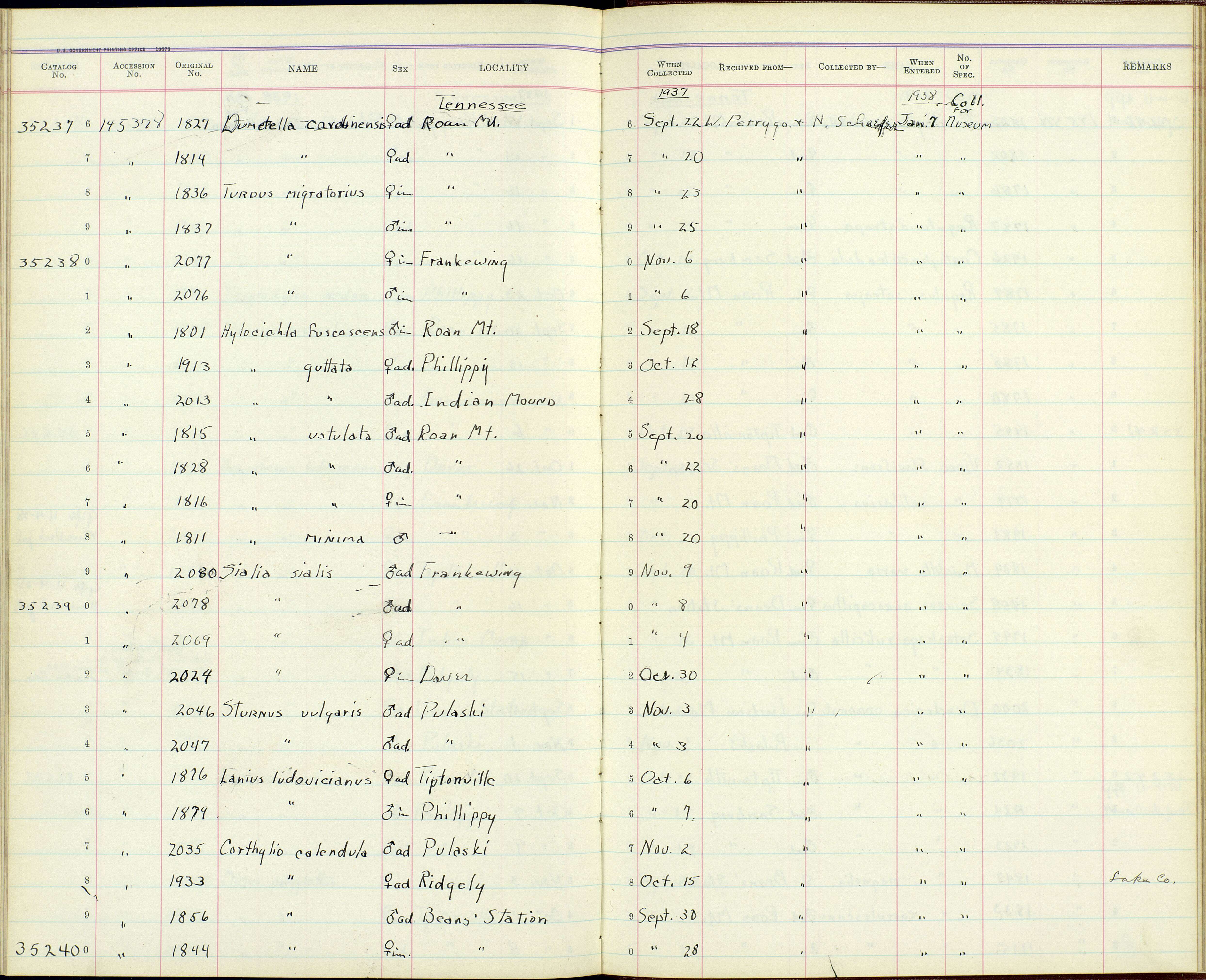 Слика од Lanius ludovicianus migrans Palmer & W 1898