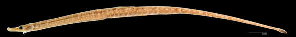 Image of Pipefish